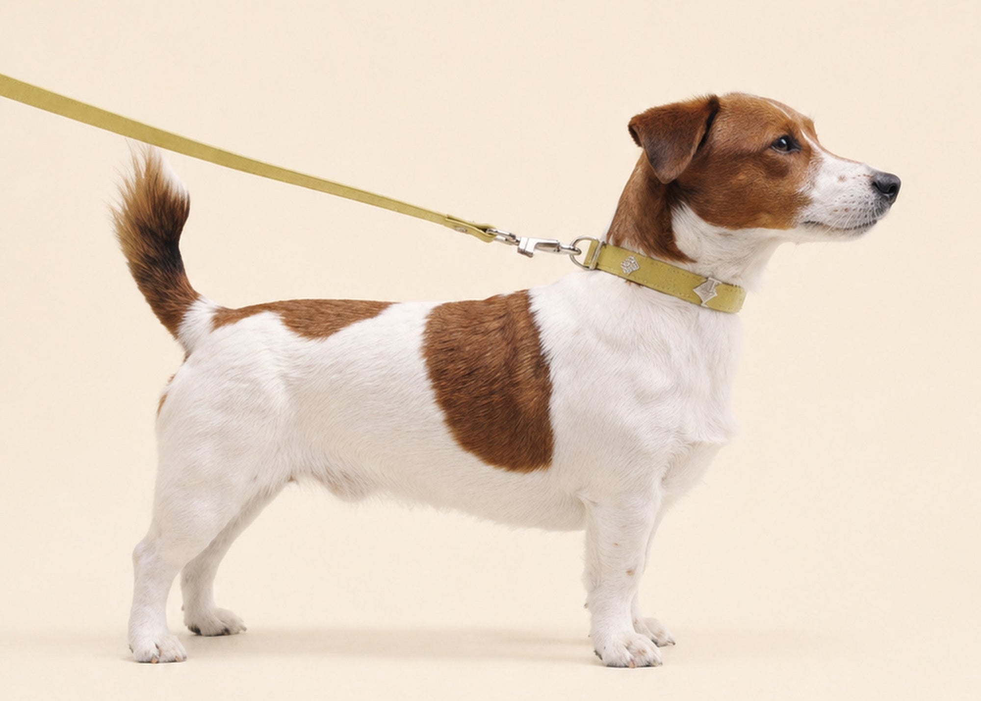 BSRABBIT PET 26SS collar and daily pet accessory product image