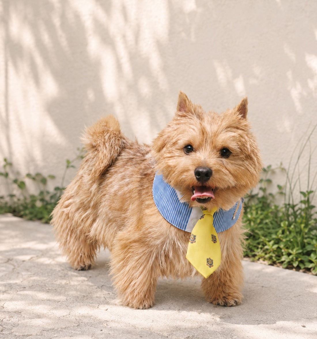 ALTO IN COLLAR