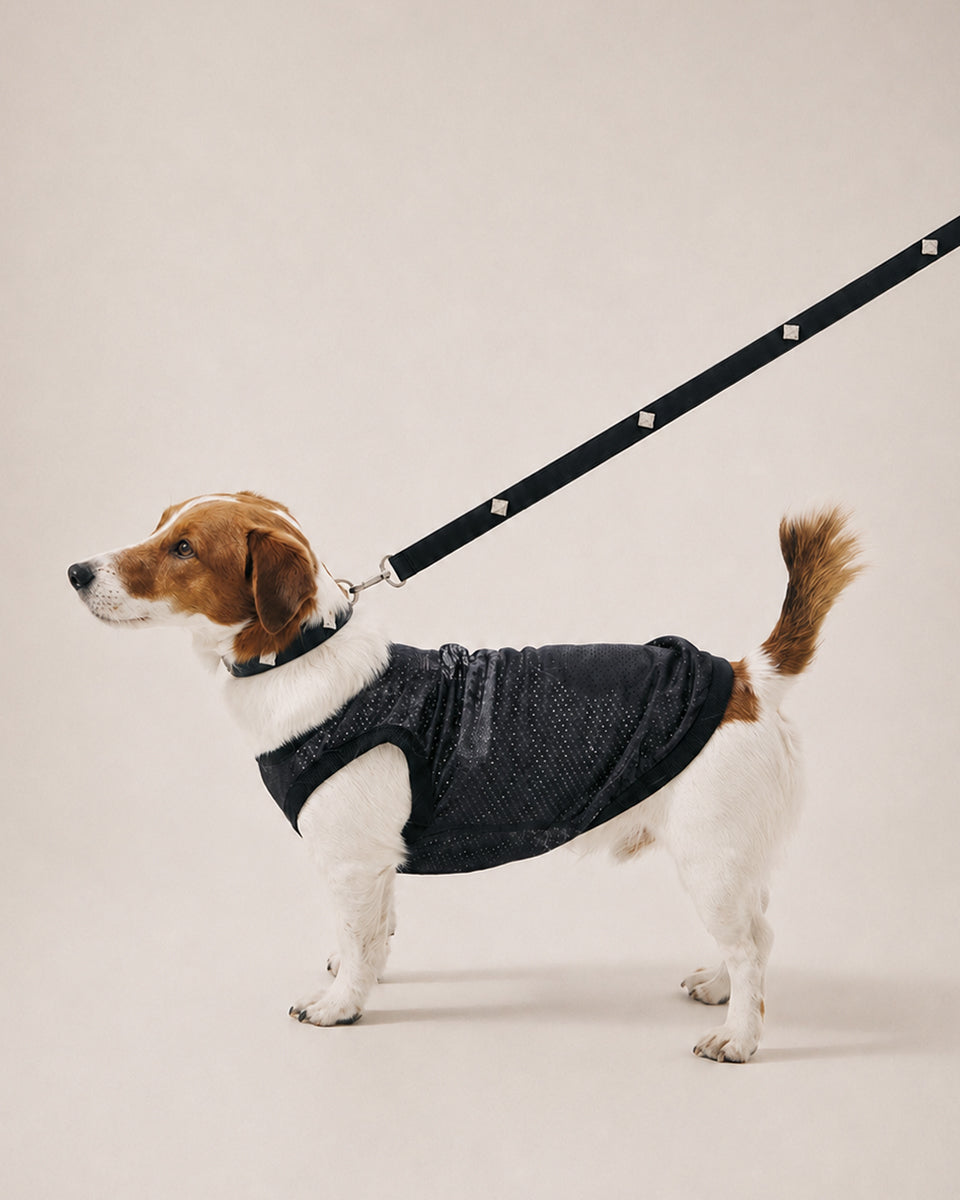 Dog Leash