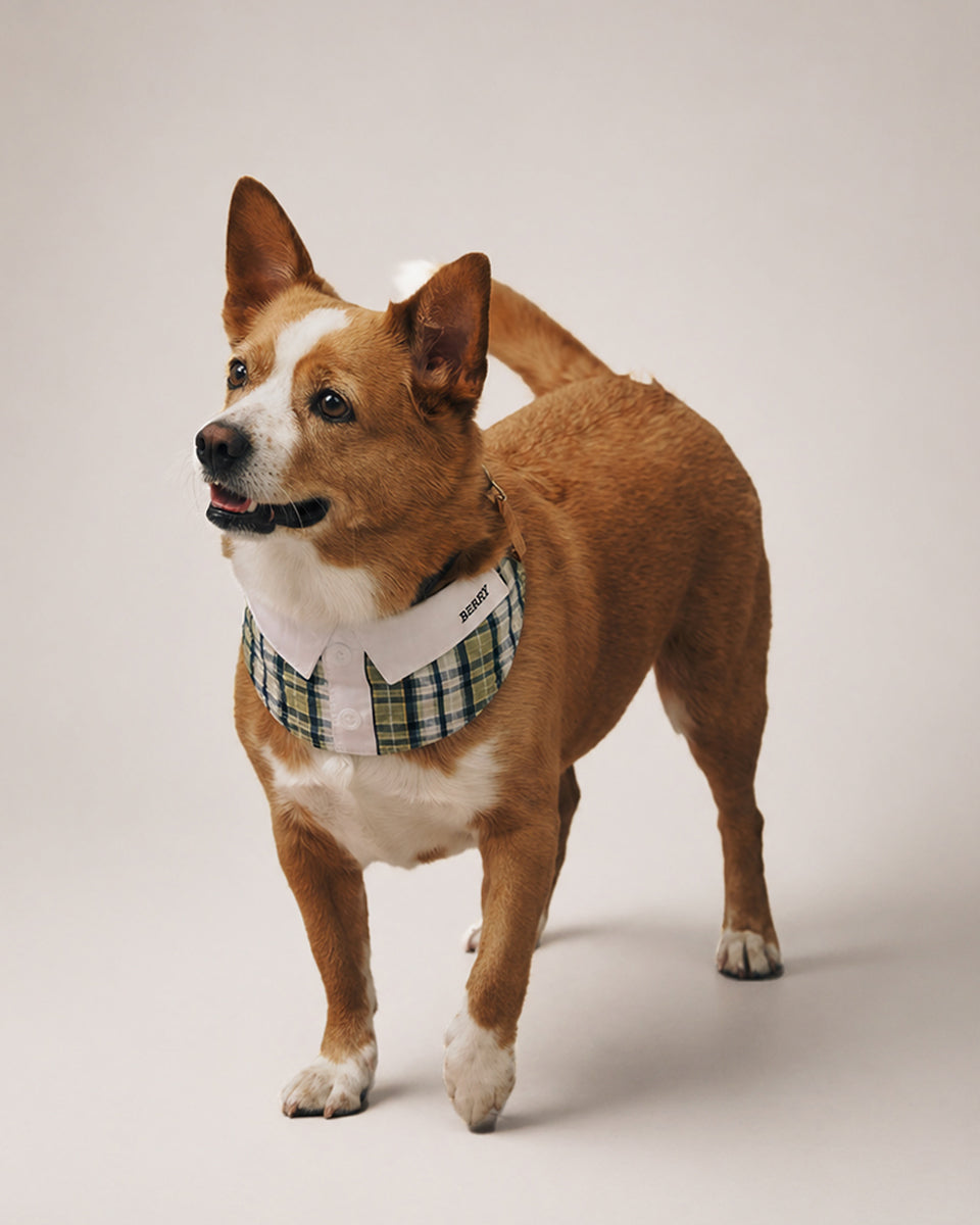 Pet Neck Collar