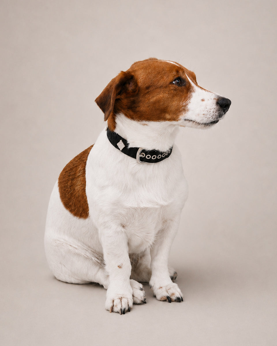 Dog Collar